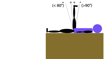 Hausarbeit Fitnesstrainer B Lizenz: Beweglichkeitstest 4